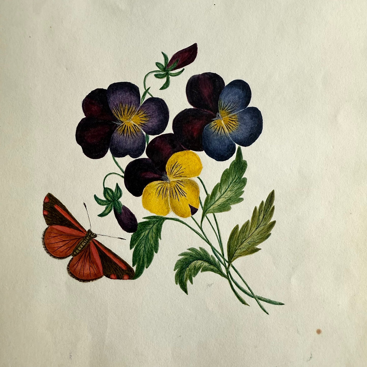 1845 Pansies + Butterfly Watercolor and Gouache Illustration of flowers and a butterfly on a beige background