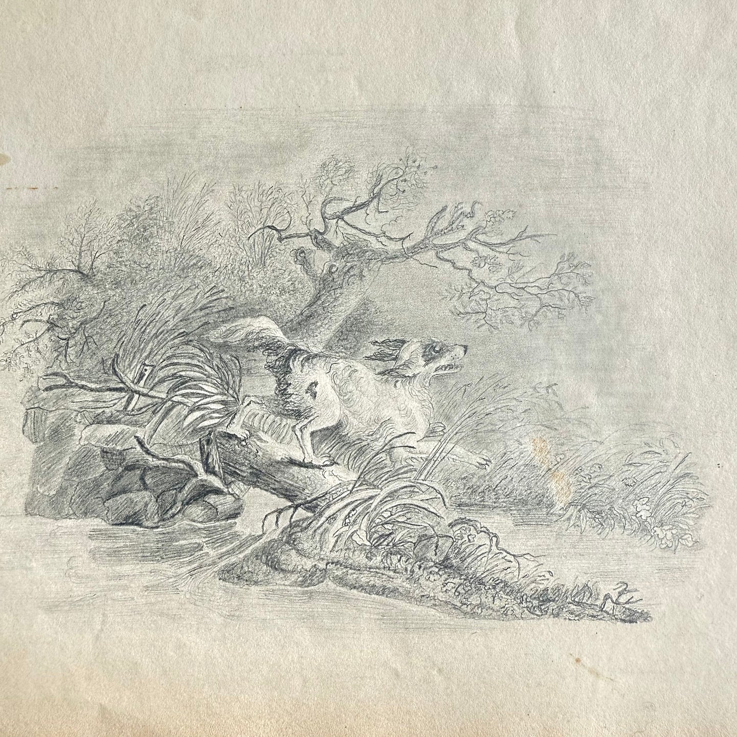 1830s Spaniel On The Hunt - Graphite a dog leaping over a log in the woods
