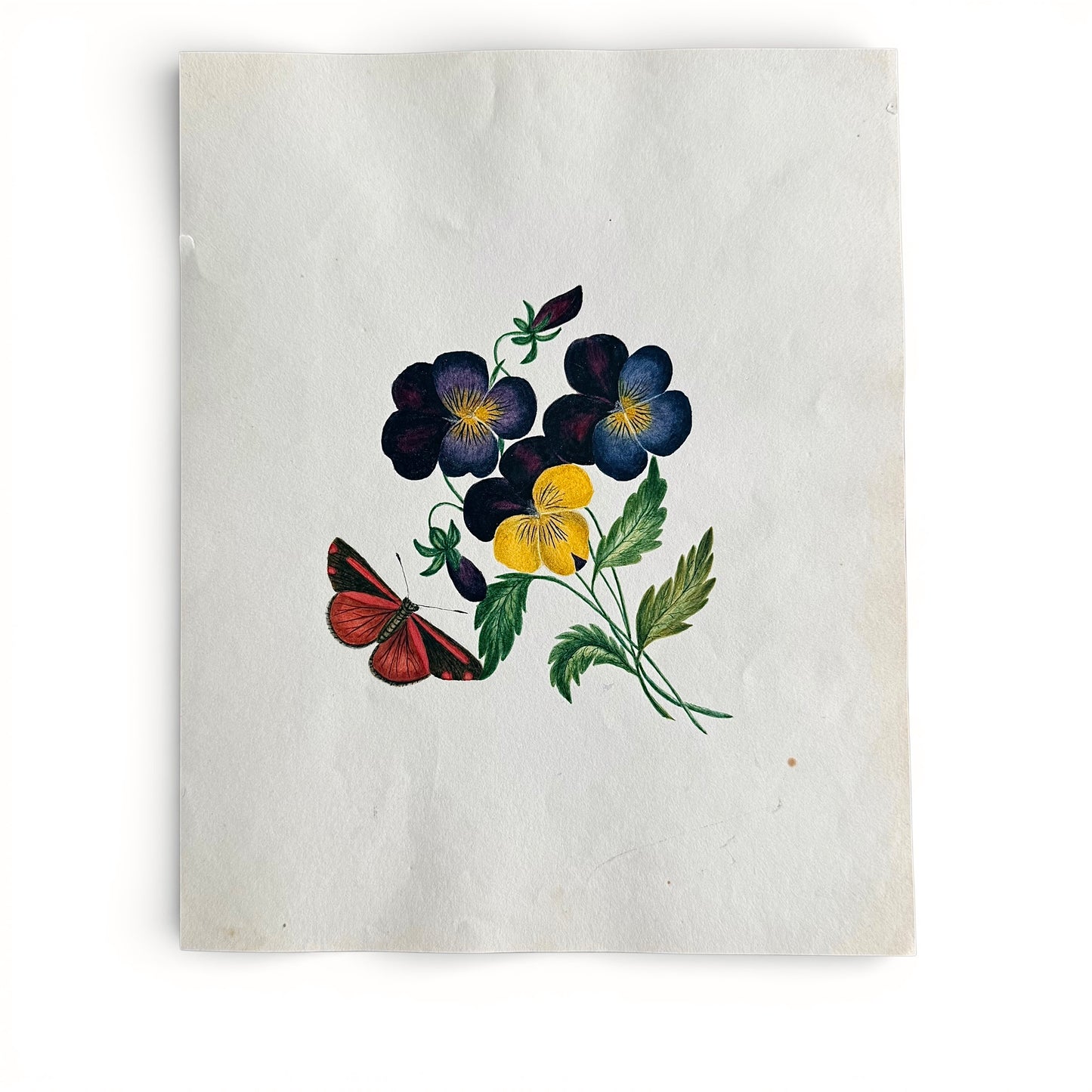 1845 Pansies + Butterfly Watercolor and Gouache Illustration of flowers and a butterfly on a textured white background