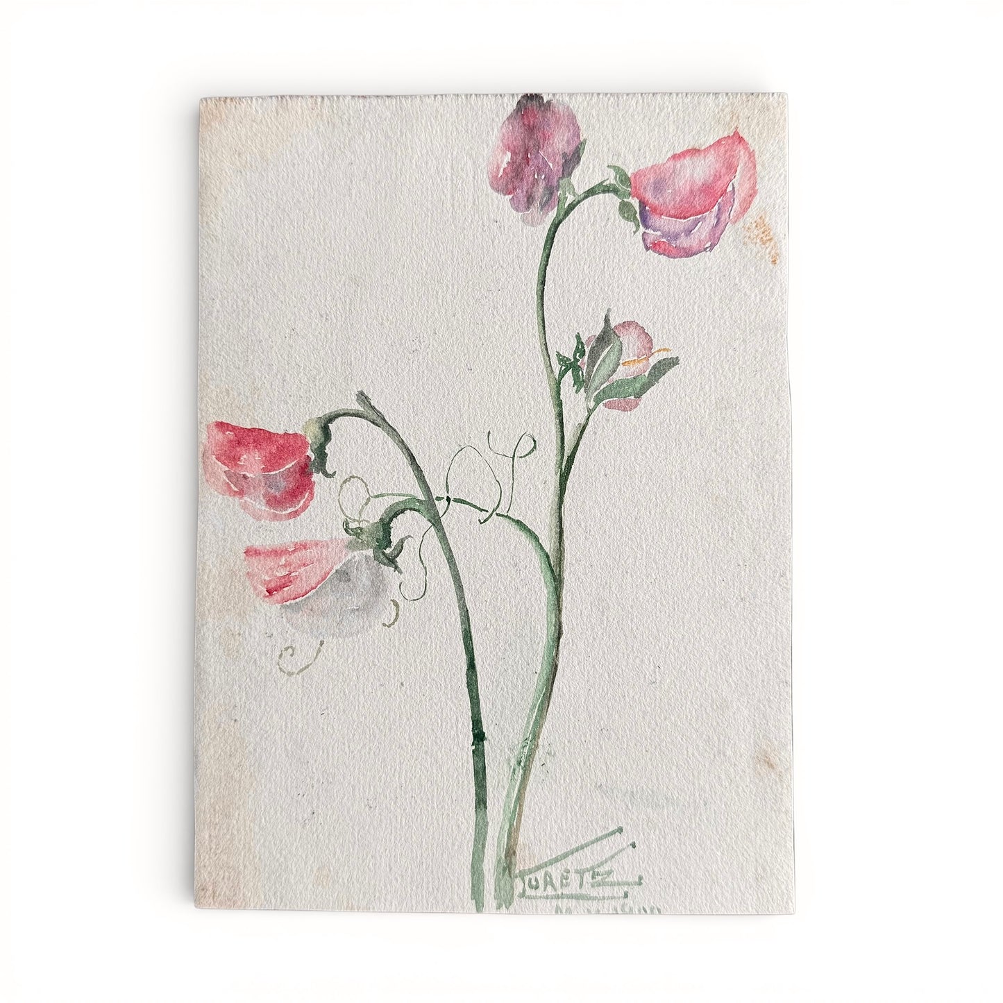 1900 Sweet Pea watercolor of sweet peas illustration on a textured beige background