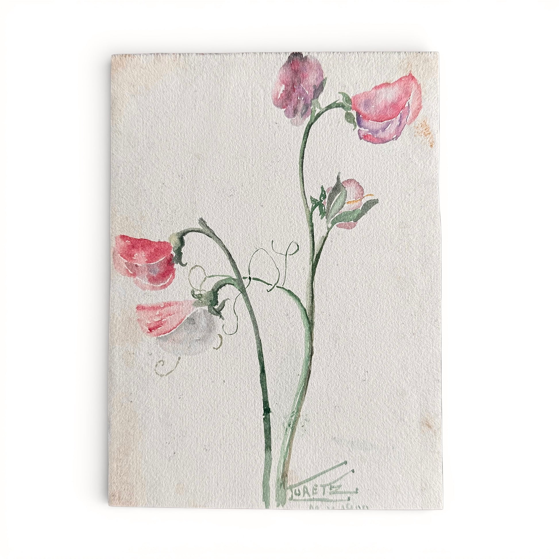 1900 Sweet Pea watercolor of sweet peas illustration on a textured beige background