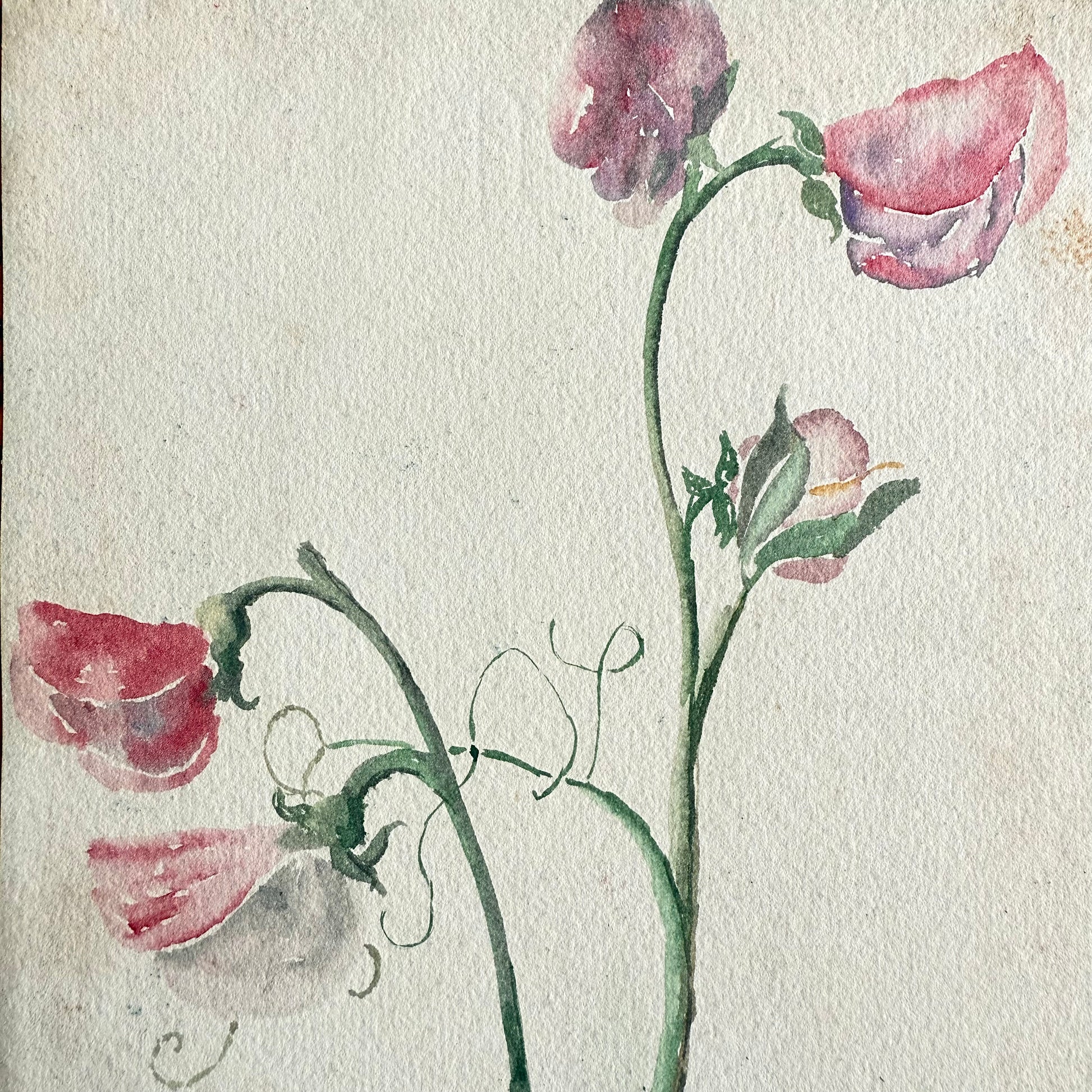 1900 Sweet Pea Watercolor illustration of pink flowers on a textured beige background