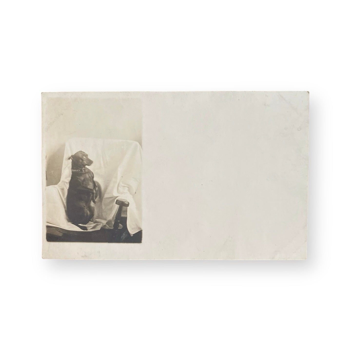 A Very Good Boy - RPPC photo of a dog on a white background