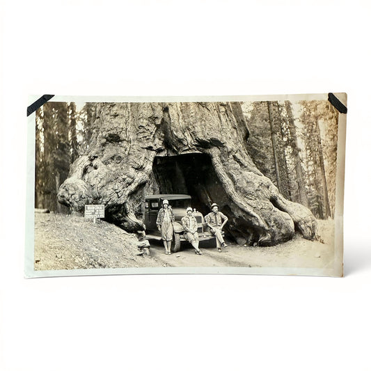 I Never Dreamed I Would... - Snapshot Vintage photo of people inside a large tree trunk with a car in the background