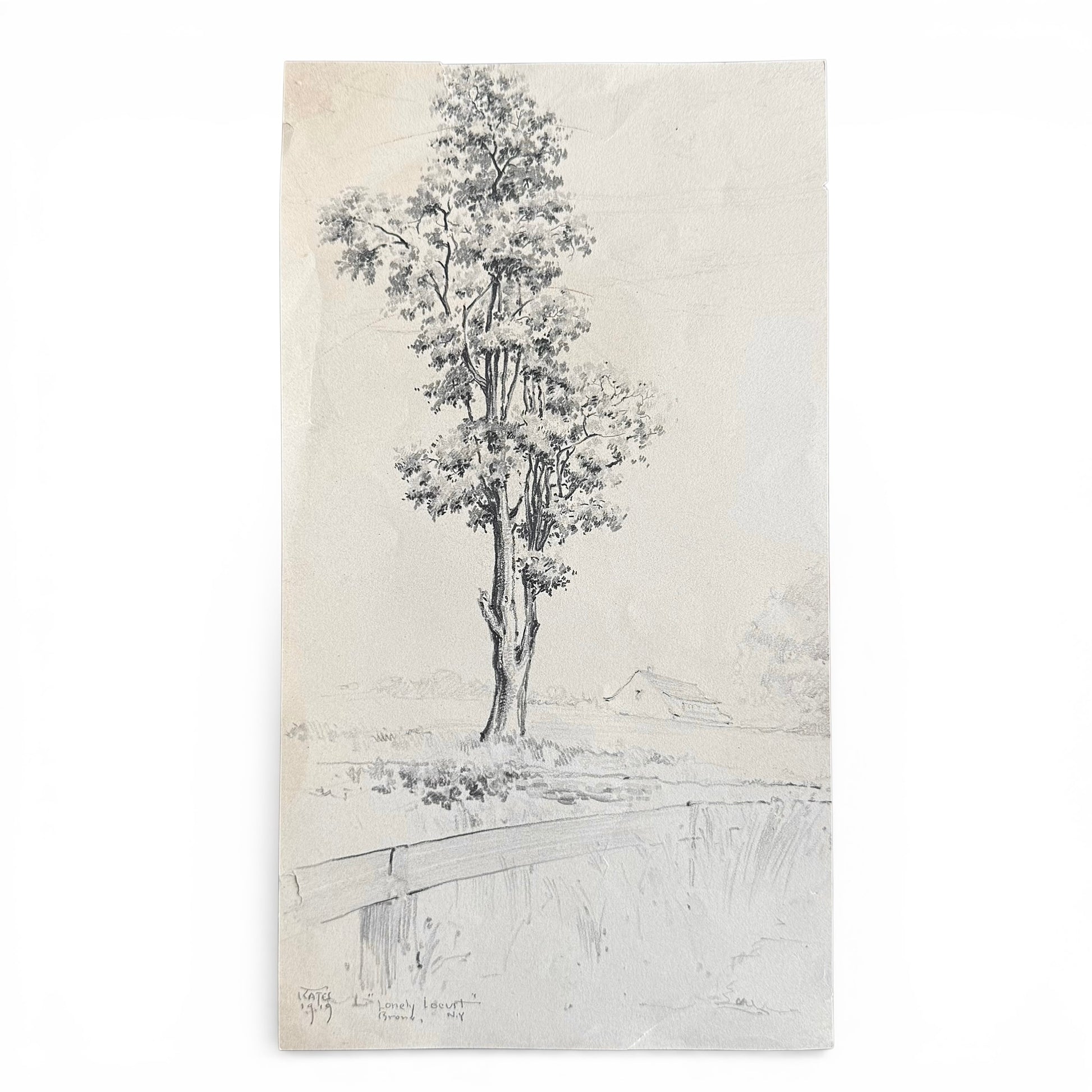 The Lonely Locust, Bronx NY 1919 Pencil drawing of a tree with a landscape background