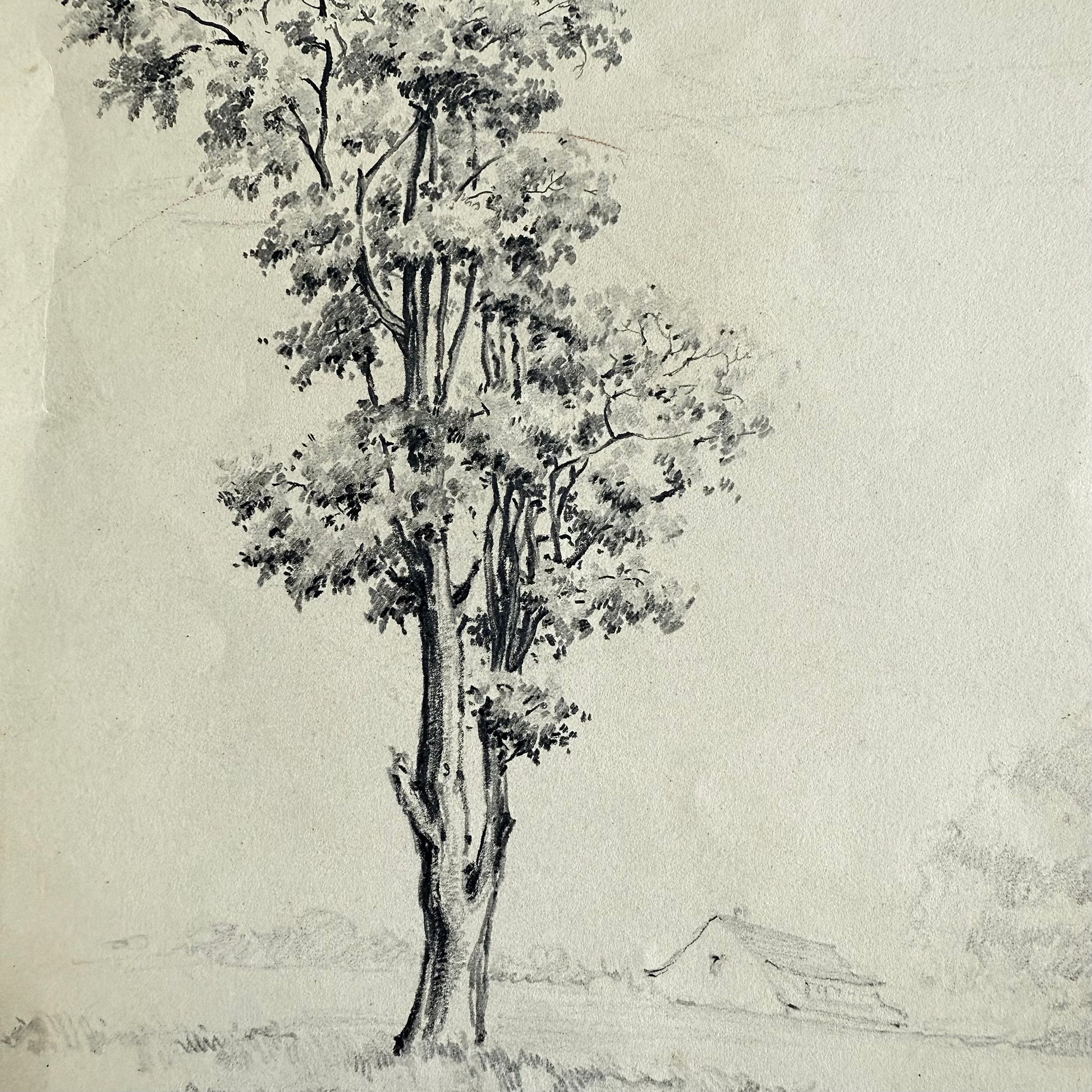 The Lonely Locust, Bronx NY 1919 Detailed black and white drawing of a tree with a minimal background