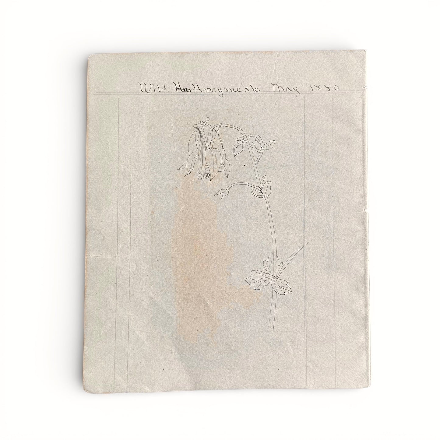 Wild Honeysuckle May 1880 Notebook with floral drawing and text on a white background