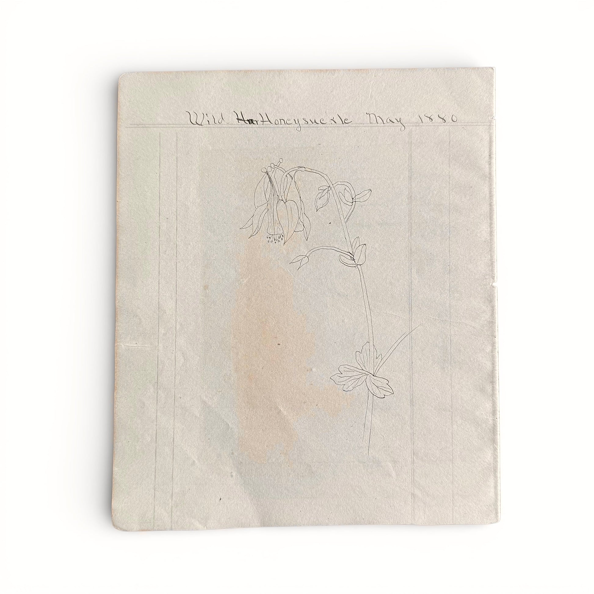 Wild Honeysuckle May 1880 Notebook with floral drawing and text on a white background