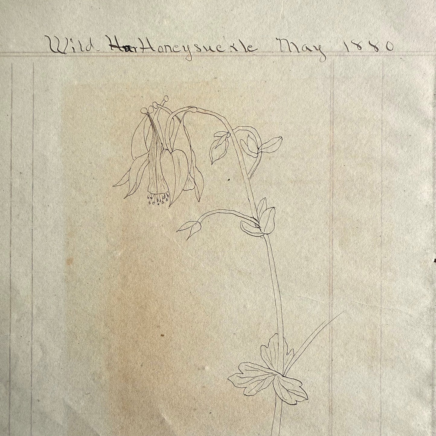 Wild Honeysuckle May 1880 Botanical drawing of a wild honeysuckle on textured paper with cursive text.